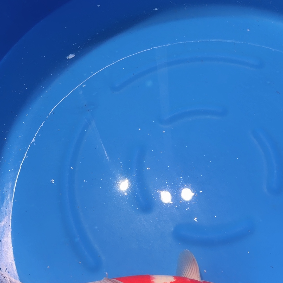 锦鲤红白专拍链接