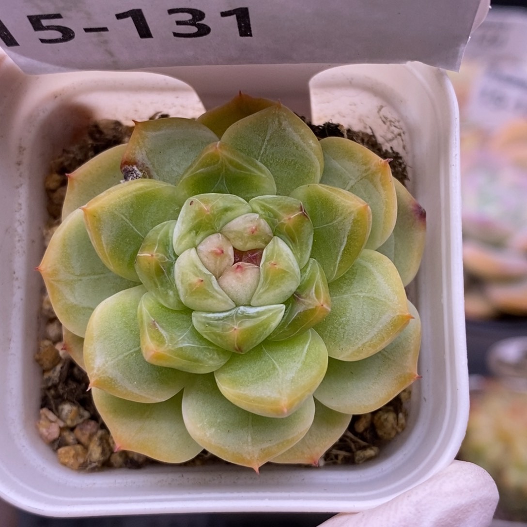 【闪购商品】15-131