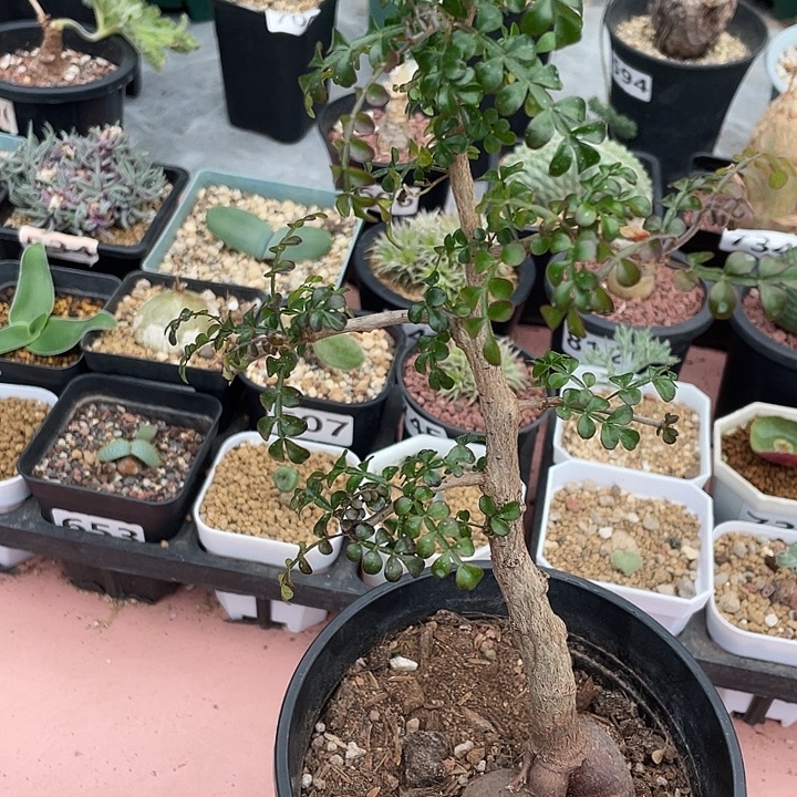 898大列加漆树块根