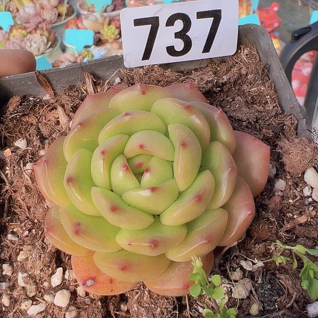 一物一拍30包邮66666