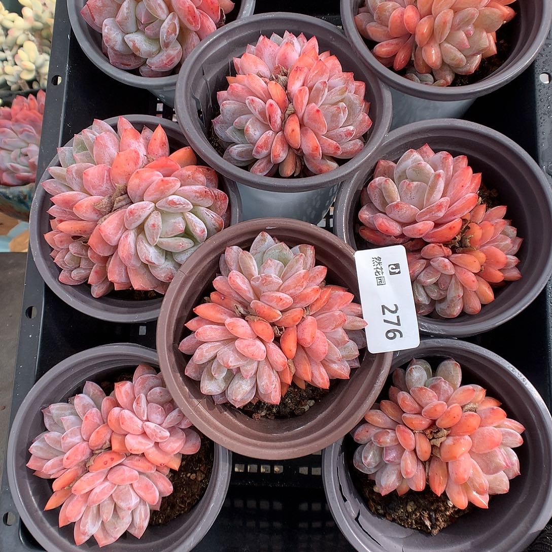 276雪天使3头量拍多肉植物