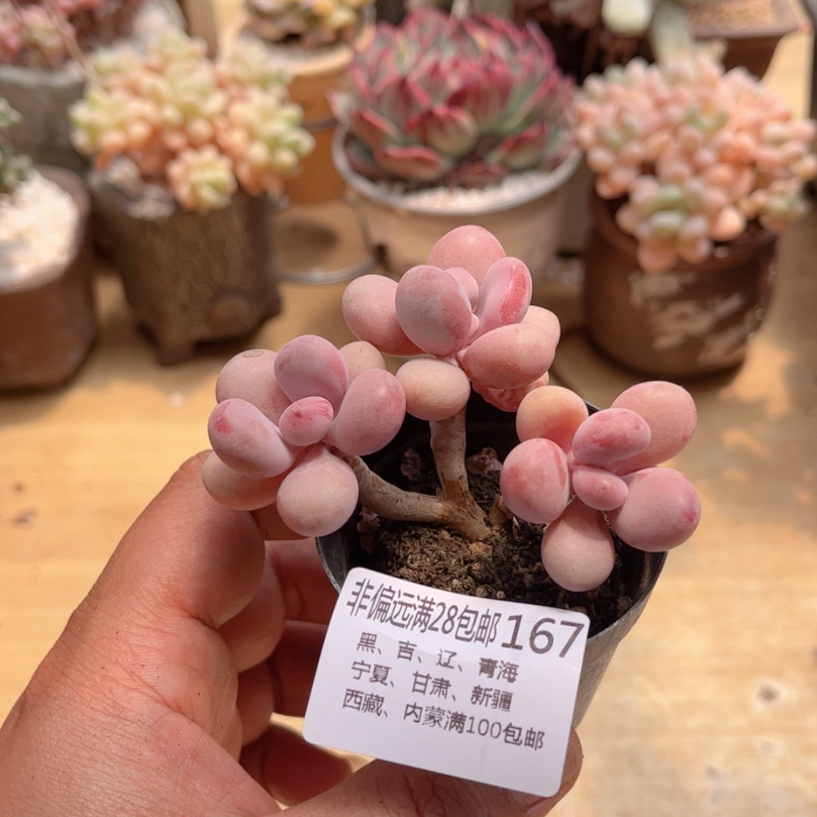 【闪购商品】167桃蛋