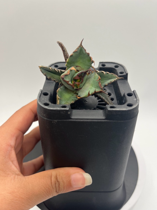 姬仁龙舌兰仁王冠顶芽