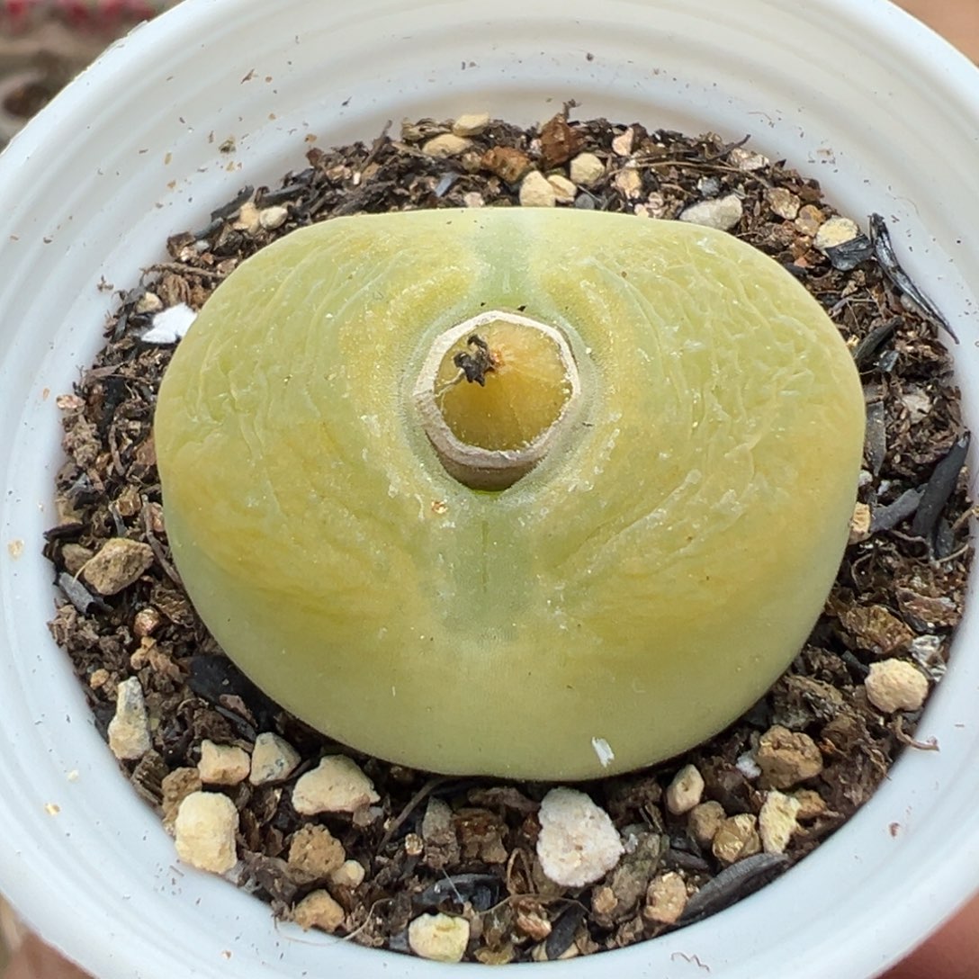 多肉植物193号绿毛