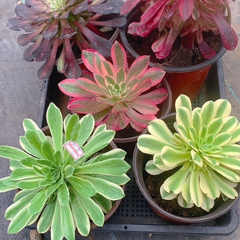 707法师5棵多肉植物