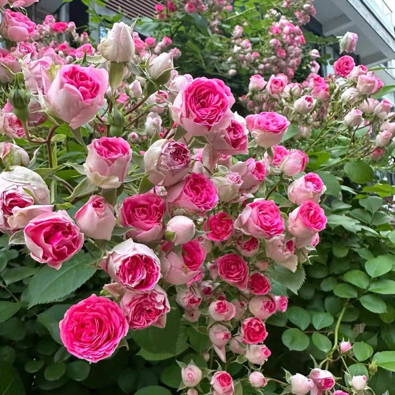 【胭脂扣】藤本月季蔷薇花苗爬藤花苗四季开花庭院植物阳台花卉盆栽