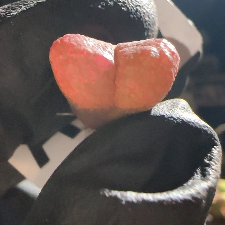A137 美美哒风铃玉