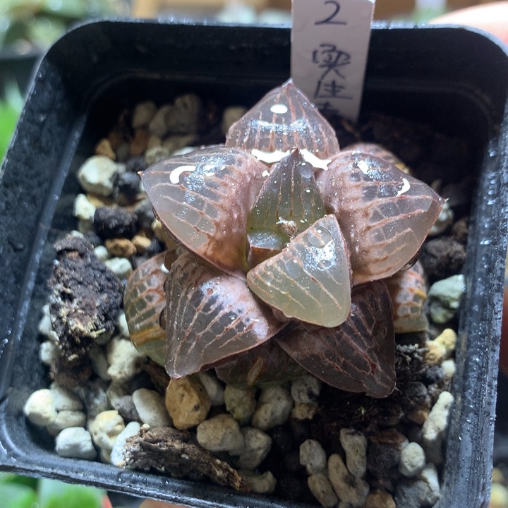 2号实生寿一物一拍