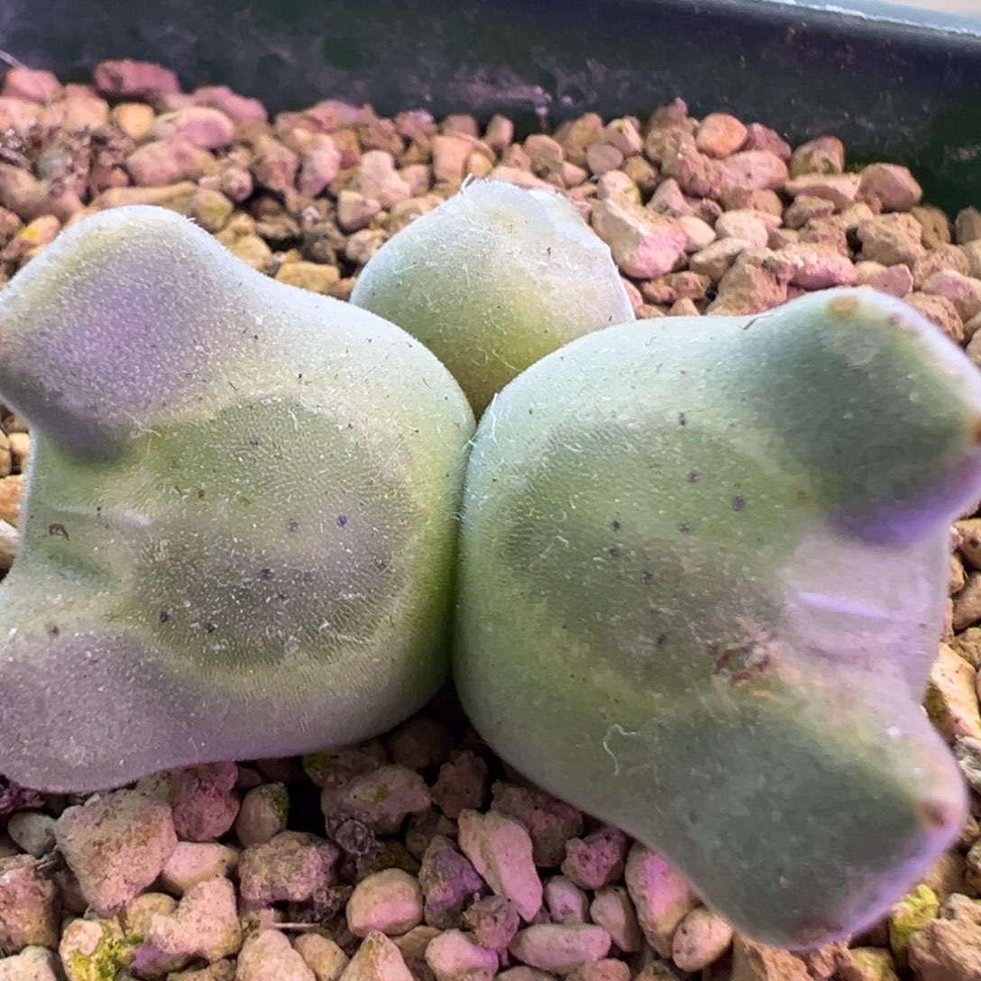 大肚子空蝉 肉锥植物