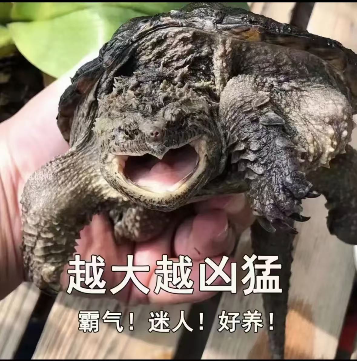 小王生态鳄鱼龟5-7斤（活体发货）