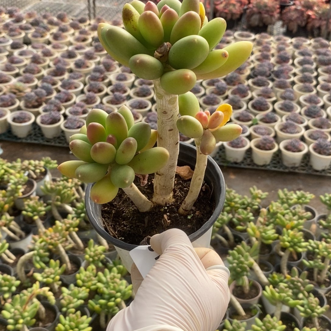 5111金蝉老桩一物一拍