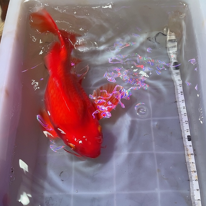 蝴蝶鲤鱼渔场直发