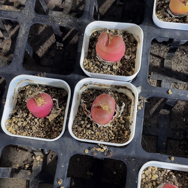 单头红毛汗泥带盆土发