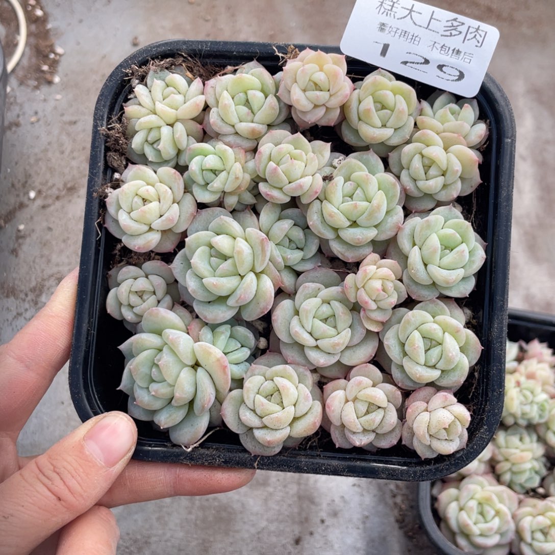 糕大上多肉植物129