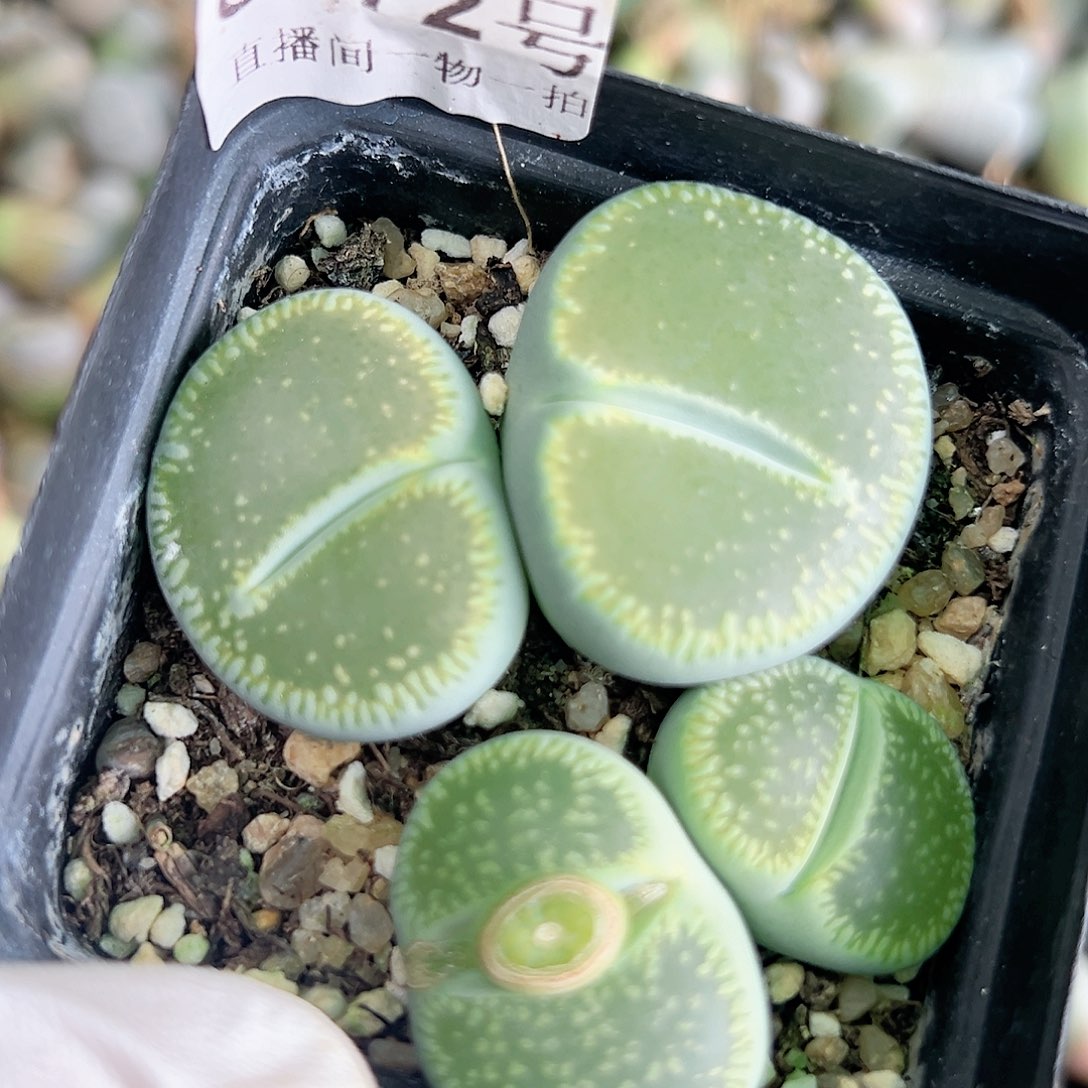 8472 好养易活生石花大母本两颗