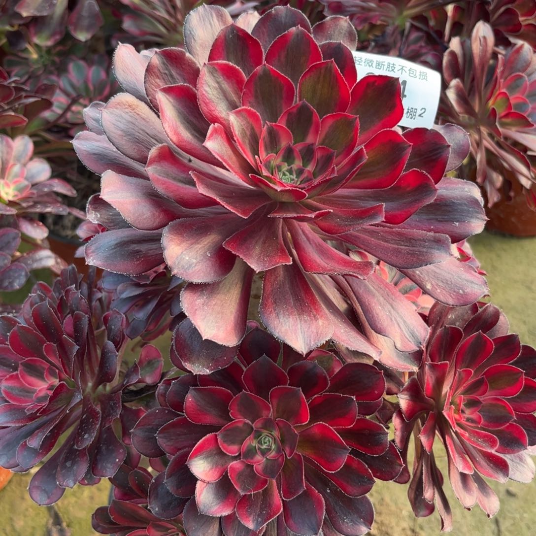 274丽娜多肉植物法师