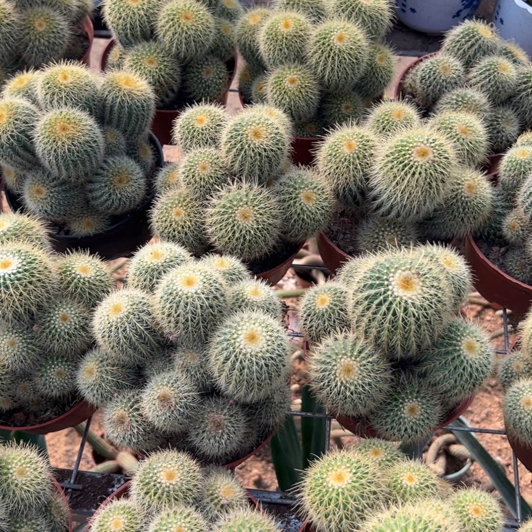 金冠随机一颗。   