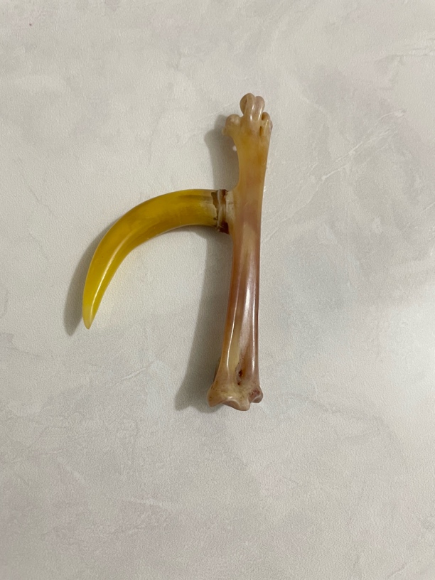 鸡爪骨手把件黄骨黄蹬单只弯钩