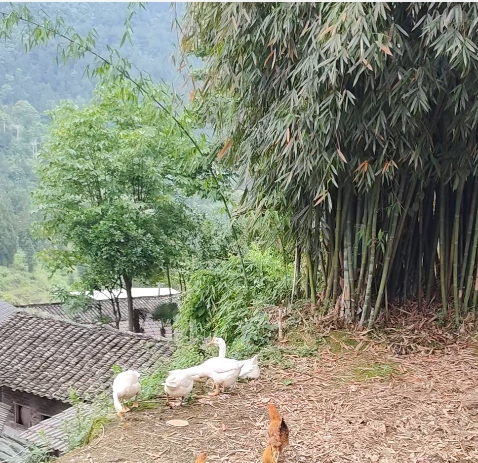 贵州农村散养老鹅(一物一拍)烧毛下单请备注