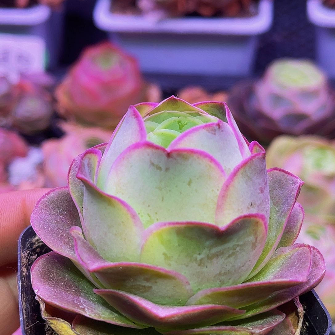 姿胥 非偏远包邮 多肉