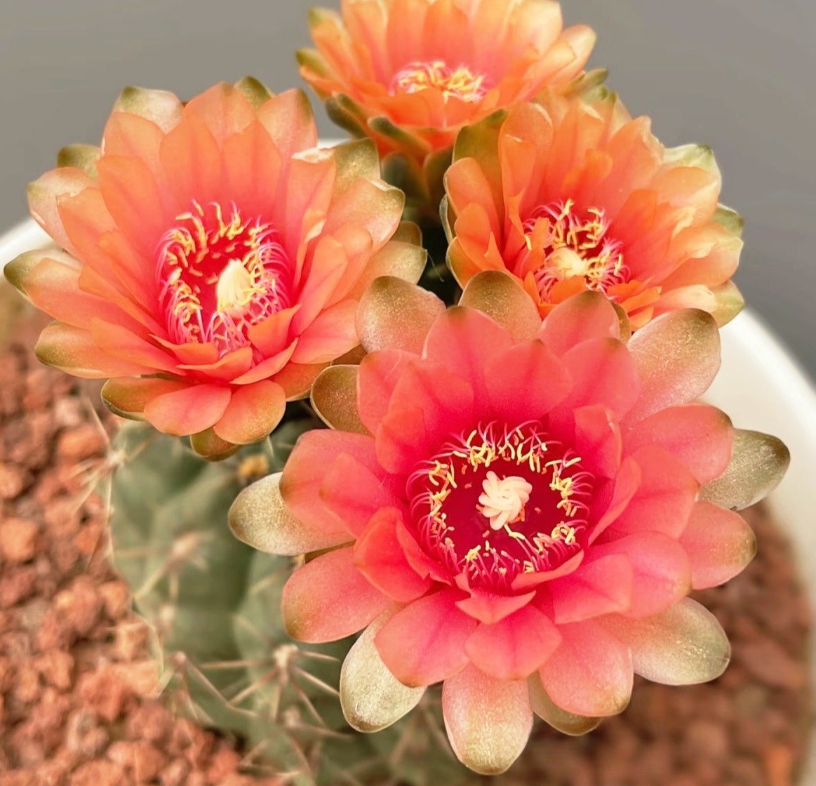 绯花玉  开花仙人球开花植物好养