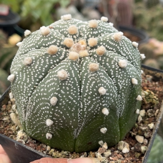 当前无花栽培后可以开花实生星斗