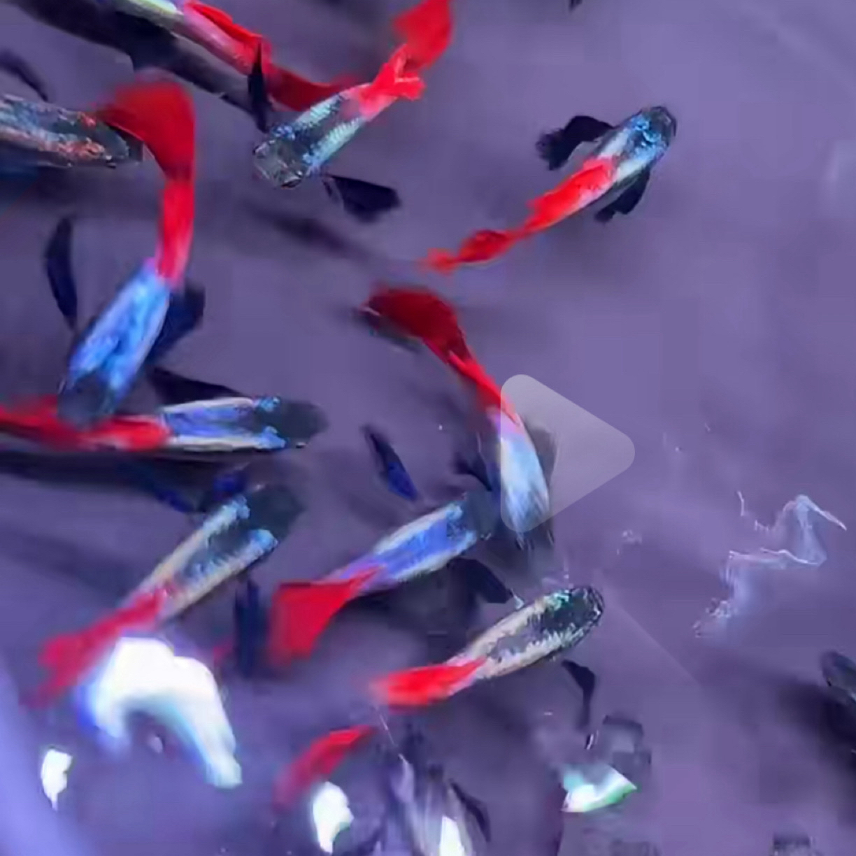 越系花蝴蝶孔雀鱼F1精品白金象耳小型淡水鱼