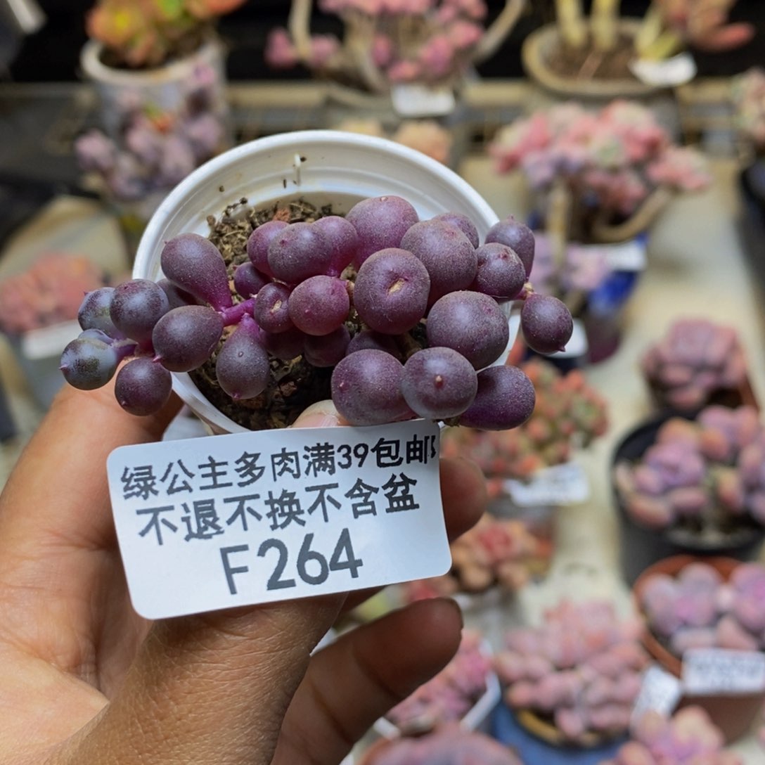 264紫泡泡多肉3cm