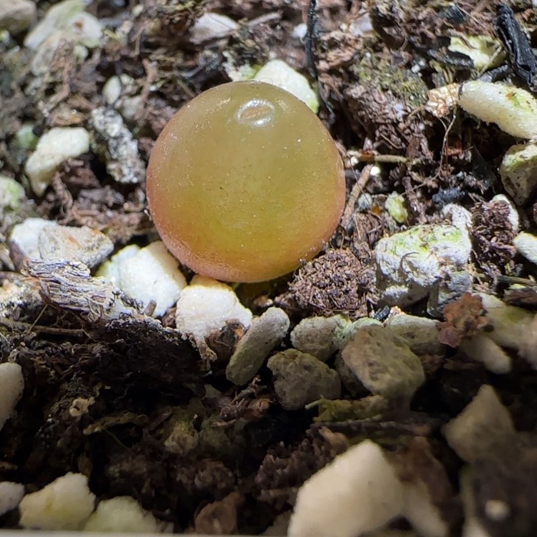 肉锥多肉植物百科30-哈默1151