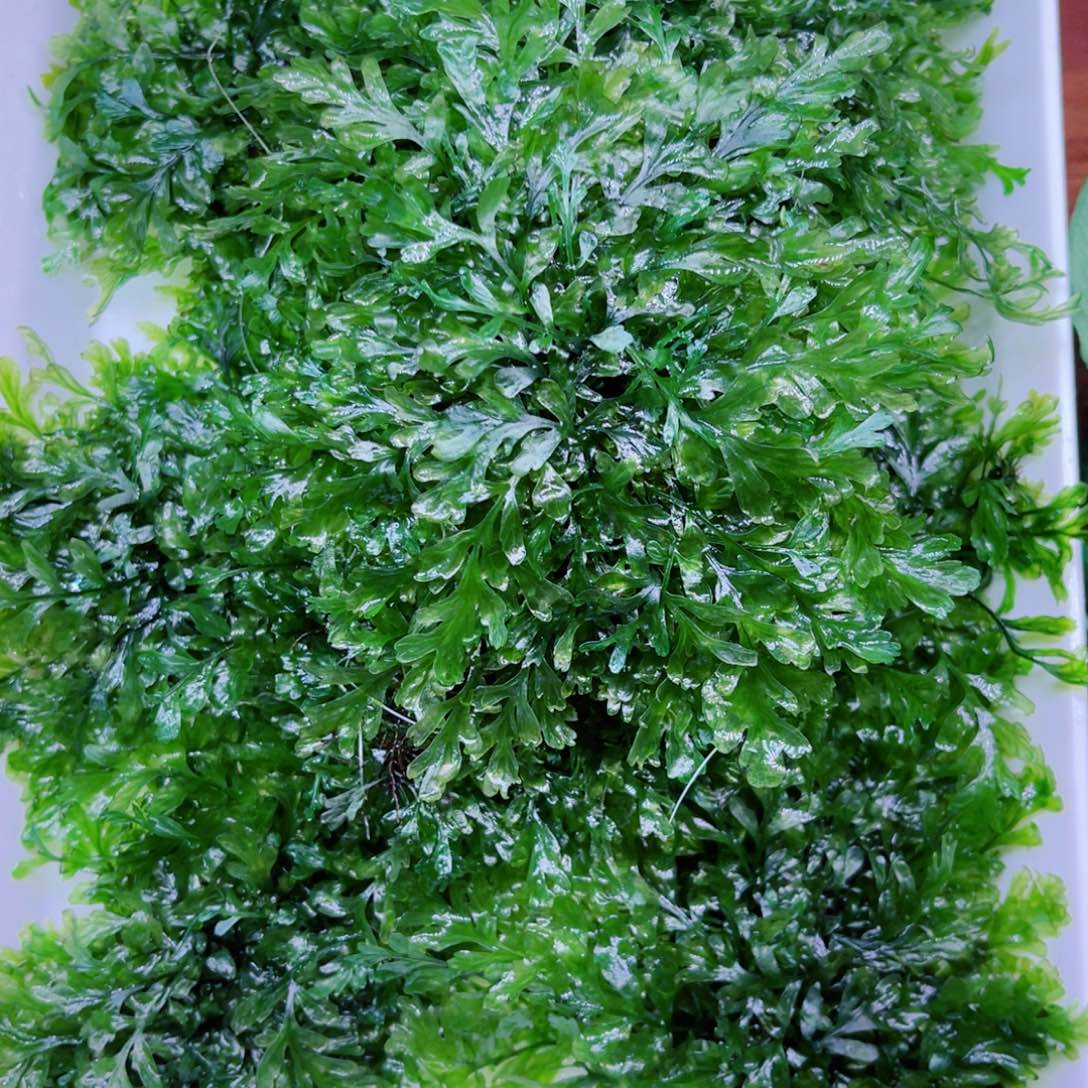 a***b美小呆精品黑木蕨