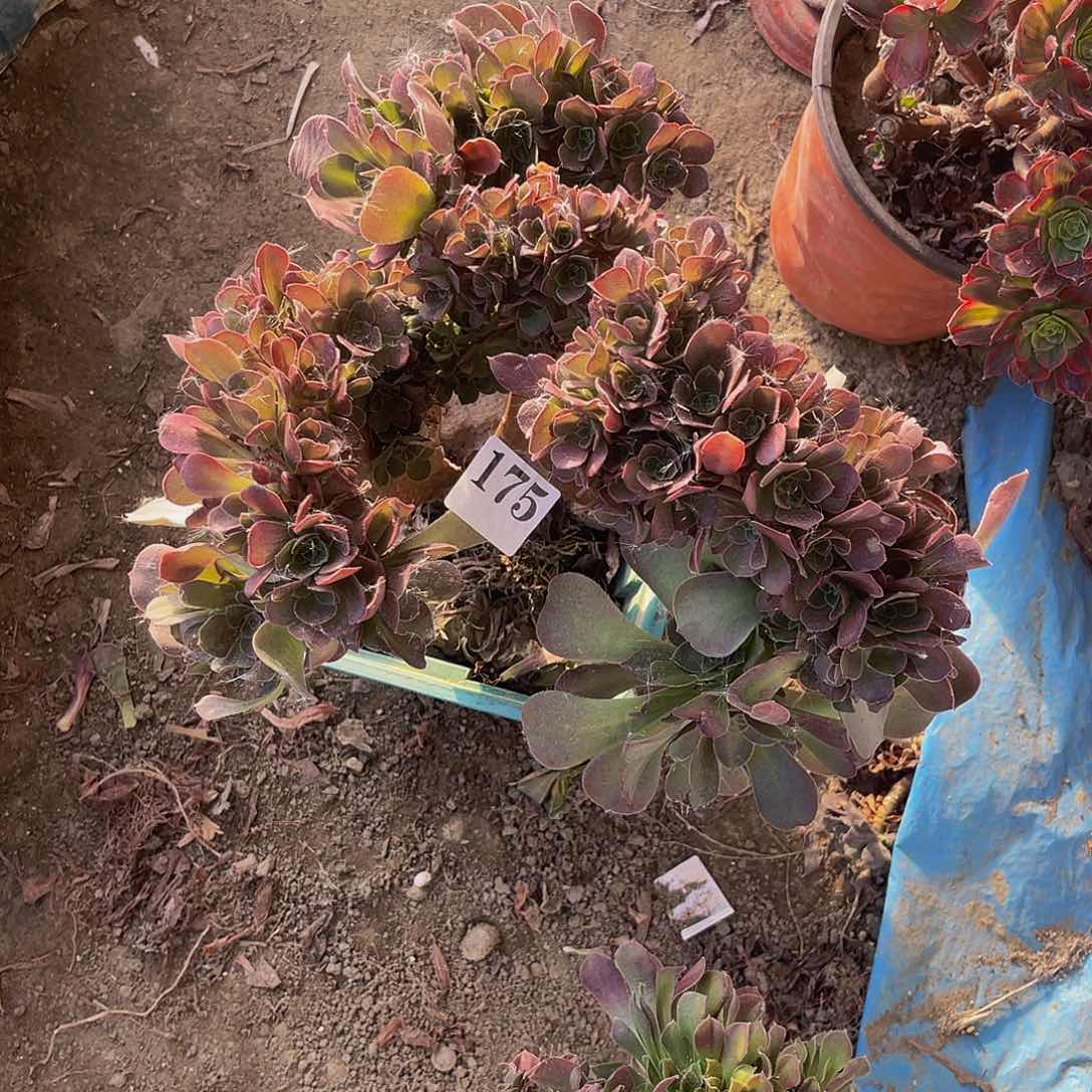 玫瑰法师朵朵缀1-39