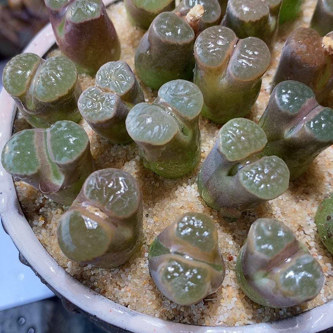 215雪花磁铁样品一颗