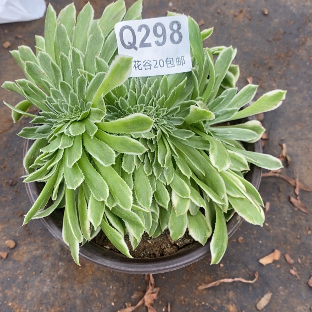 298碧浪缀多肉植物