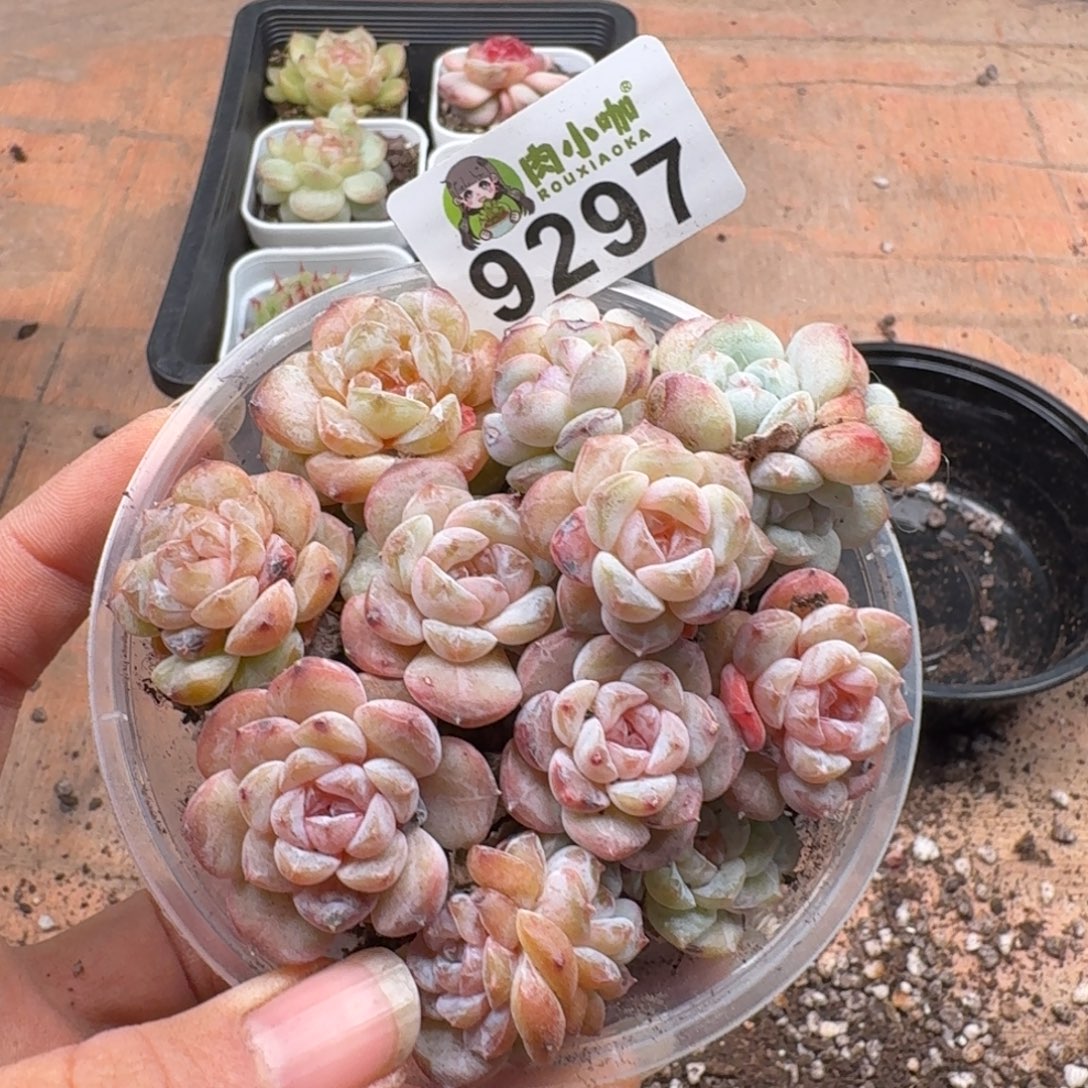 多肉植物多肉植物