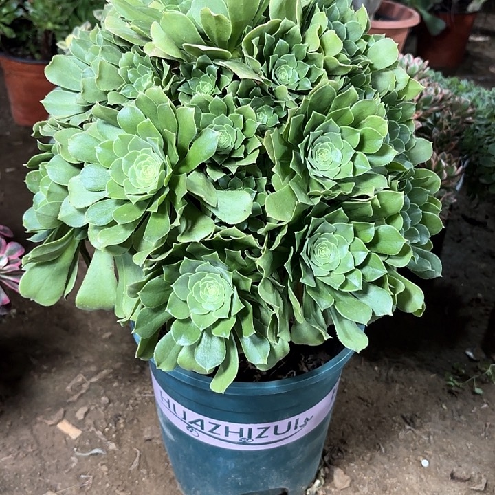 多肉植物绿羊绒36