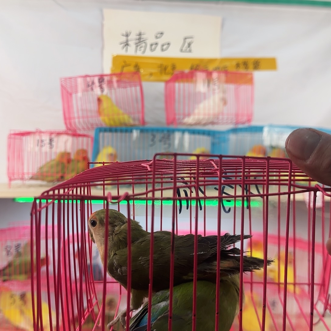 〖***辰虎皮鹦鹉一物一拍