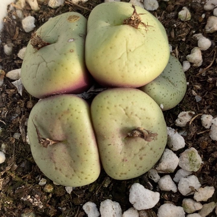 1626一群一群一群