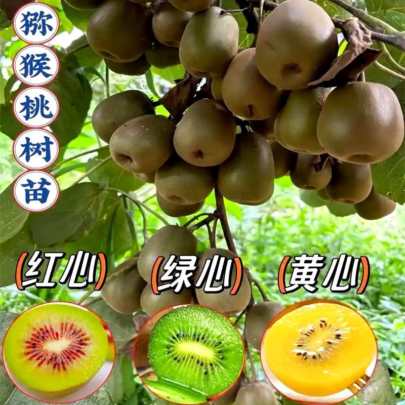 嫁接猕猴桃树苗耐寒耐热适合南北方种植可地栽可盆栽果树苗