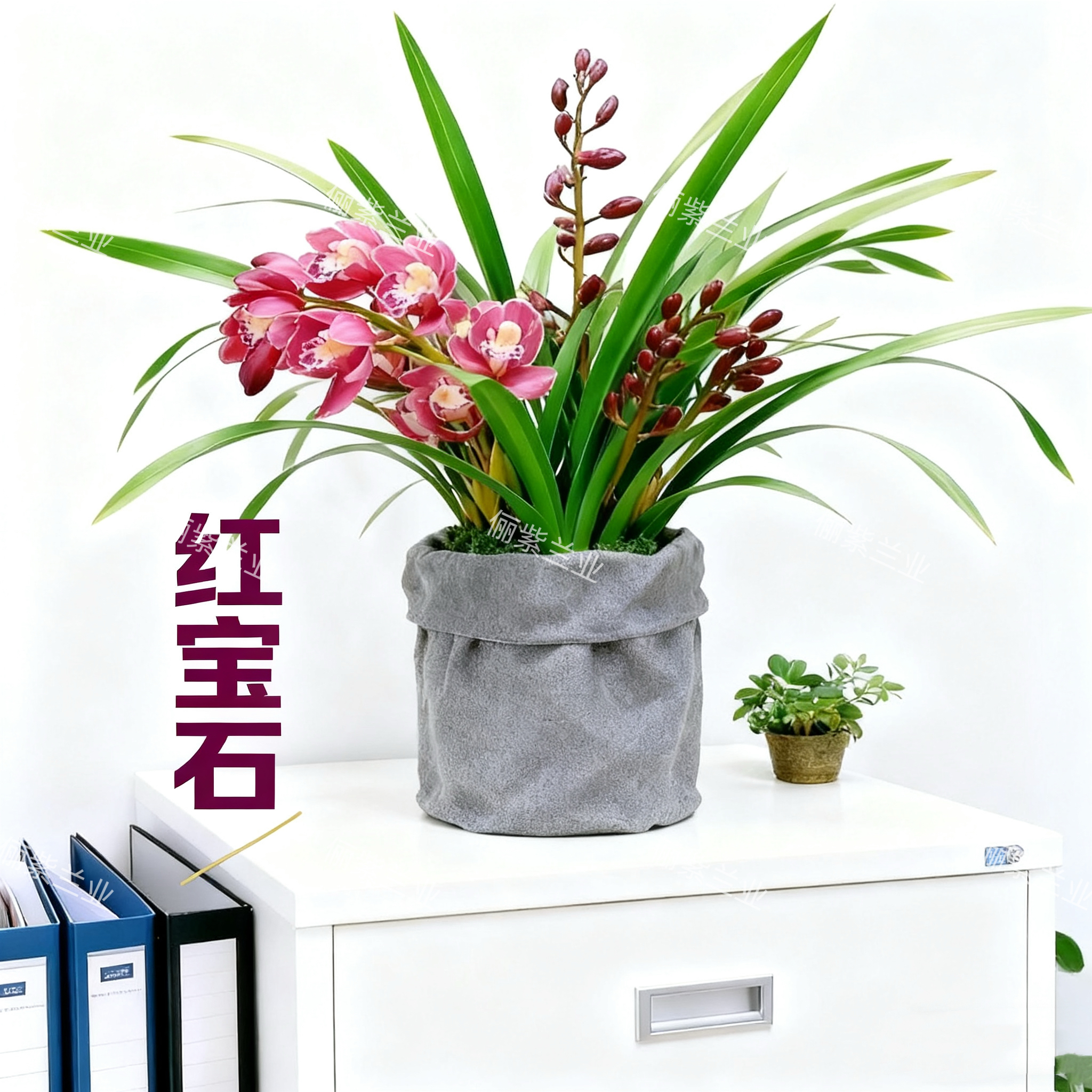 蕙兰-【红宝石】大爆盆5～6苗带3花剑原盆原土浓香型年宵花高端室内