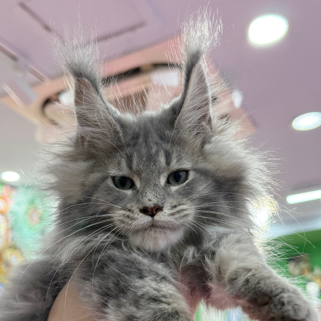 缅因猫缅因库恩猫棕虎蓝虎烟灰银虎凯米直播间选猫链接（非图片）