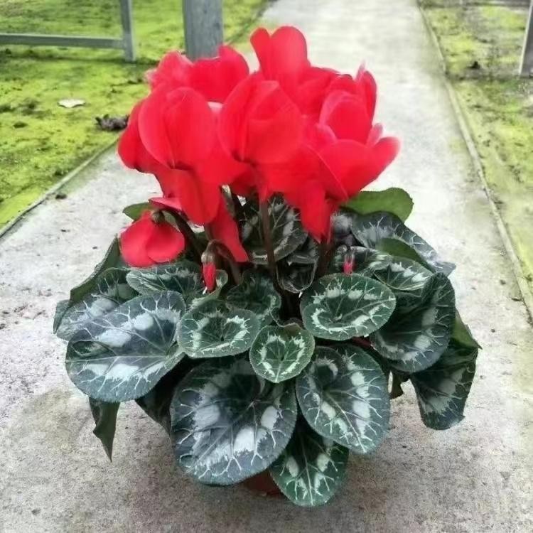 仙客来盆栽 客厅公室桌面植物 阳台花卉观花盆栽 室内盆栽花卉