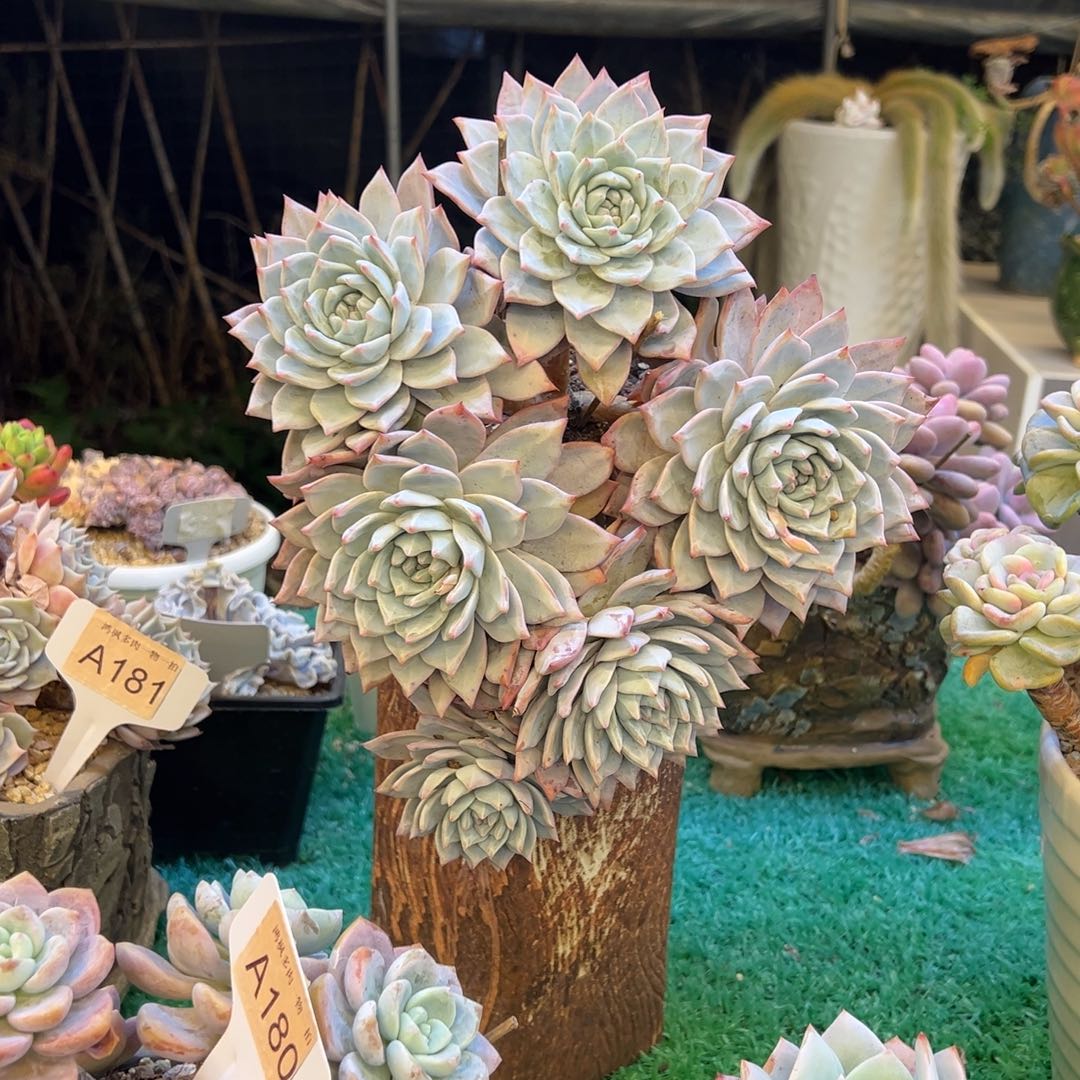 粉蓝鸟，，，，，，，，，，，，，，