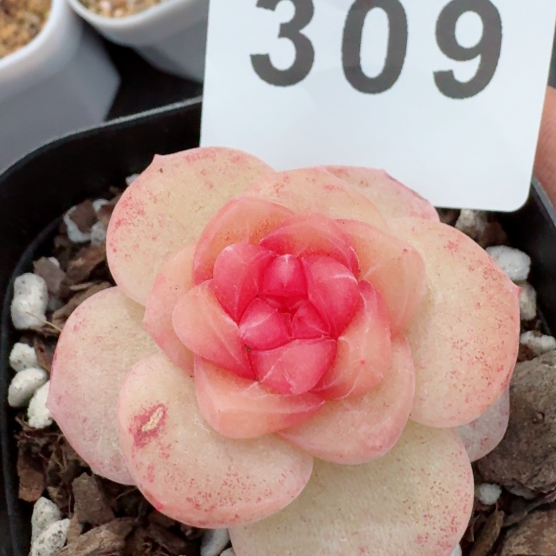 粉桃花珍妮         精品多肉