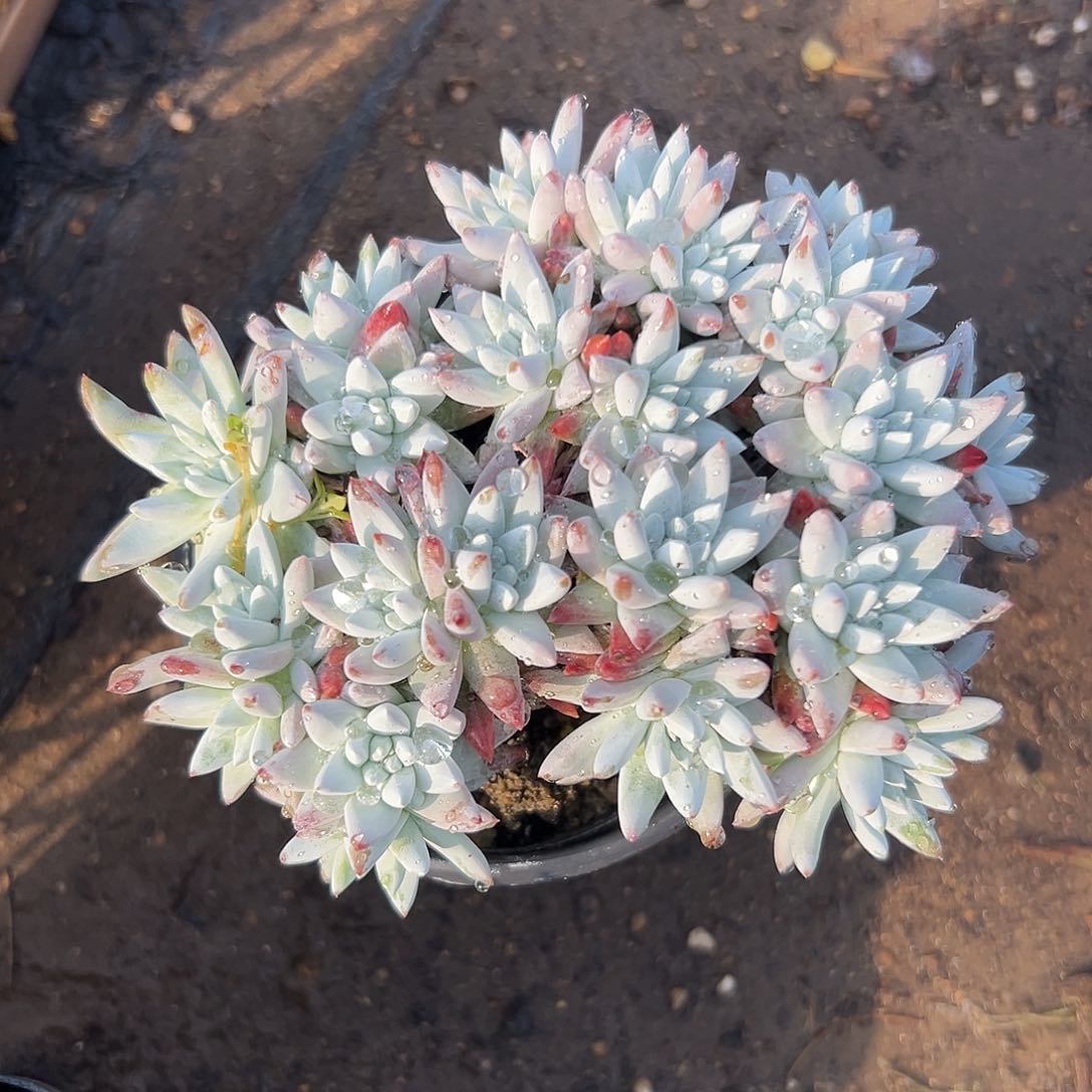 多肉植物白菊老庄