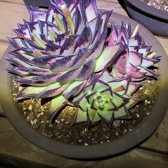 美肉特价活动开始啦