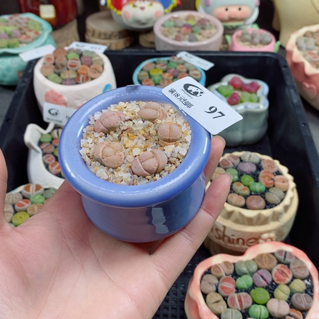 布****4生石花花花花花花花97