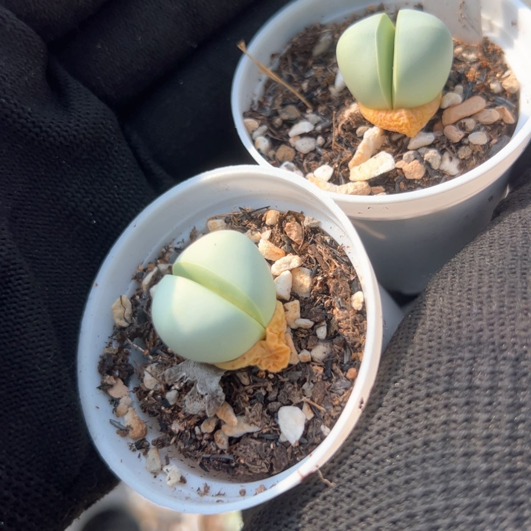 42多肉植物百科1