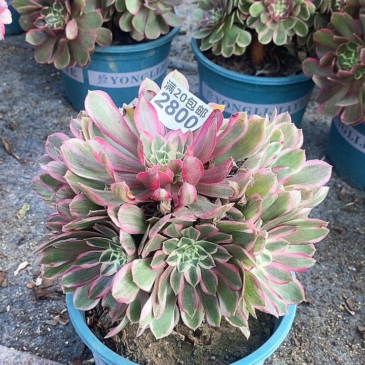 2800 一颗孔雀翎法师