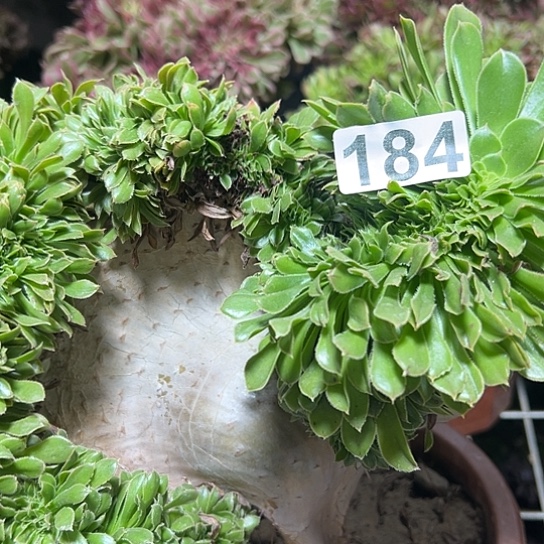 波***多肉植物一个有伤184