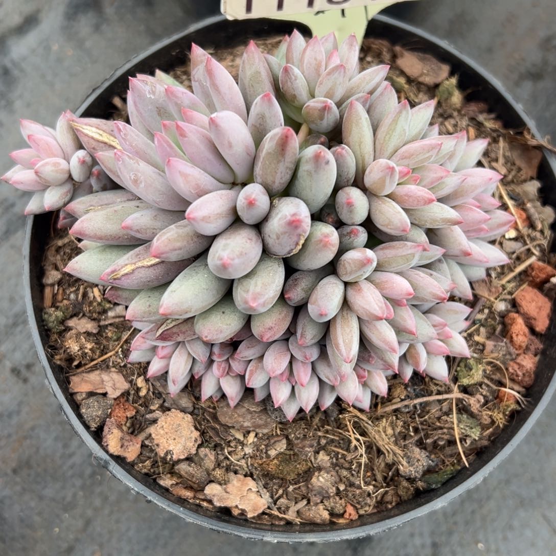 1118436 虞美人群生羽毛体11头